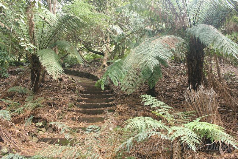 Tree ferns, Cloudehill Gardens IMG_6467.JPG